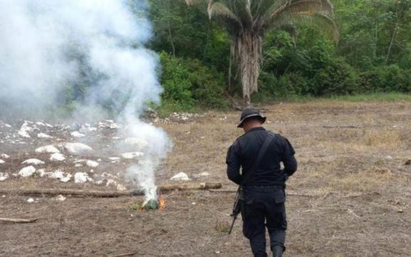 Localizan y eliminan 79 mil matas de marihuana en Petén