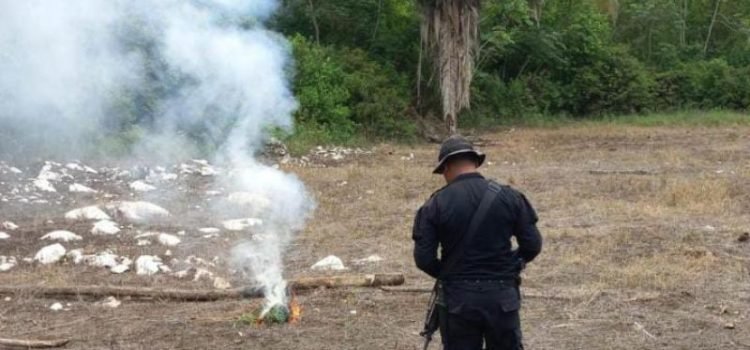 Localizan y eliminan 79 mil matas de marihuana en Petén