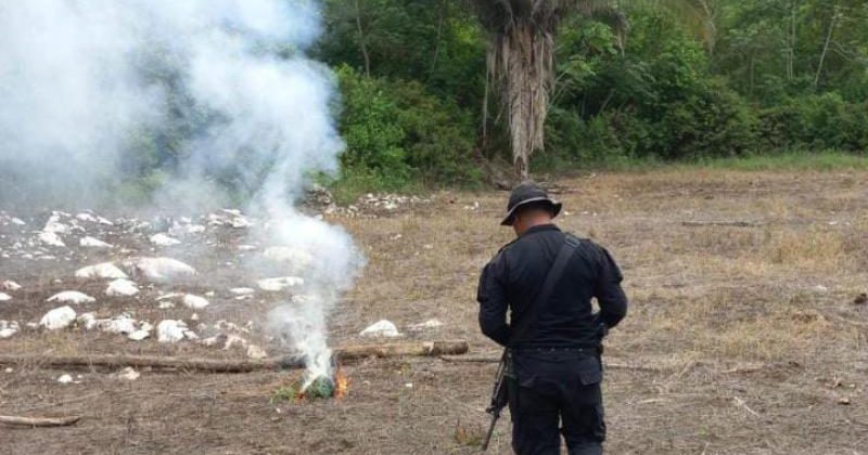 Localizan y eliminan 79 mil matas de marihuana en Petén