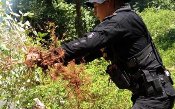 Informan de erradicación de plantación de marihuana en Totonicapán
