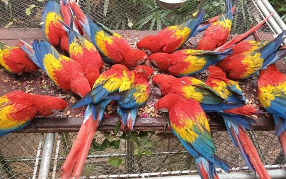 Nace pichón de Guacamaya Roja en laboratorio de incubación