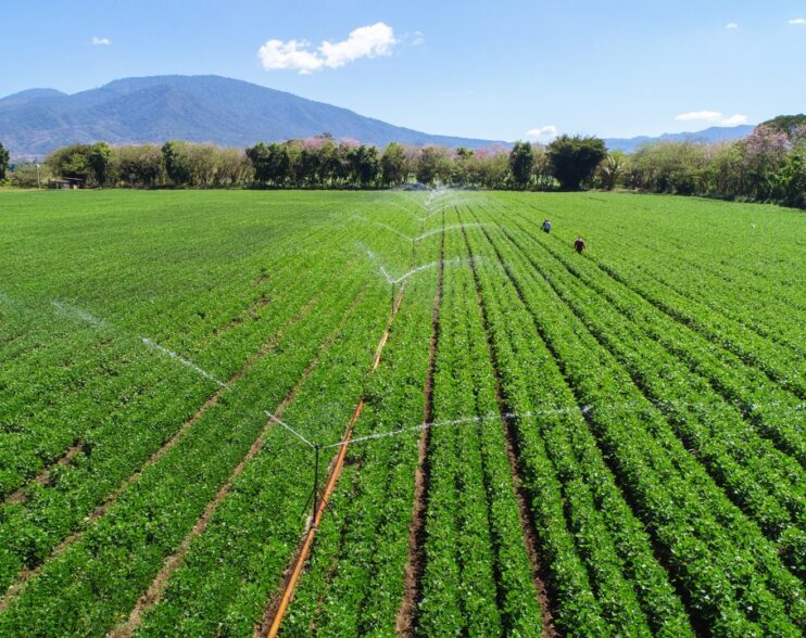 AgroMercados bajo ataque político: agricultores desmienten campaña del FMLN