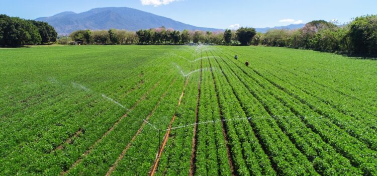 AgroMercados bajo ataque político: agricultores desmienten campaña del FMLN