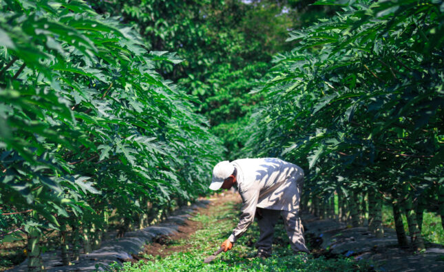 Transformación agrícola en El Salvador: un modelo local que responde a desafíos globales