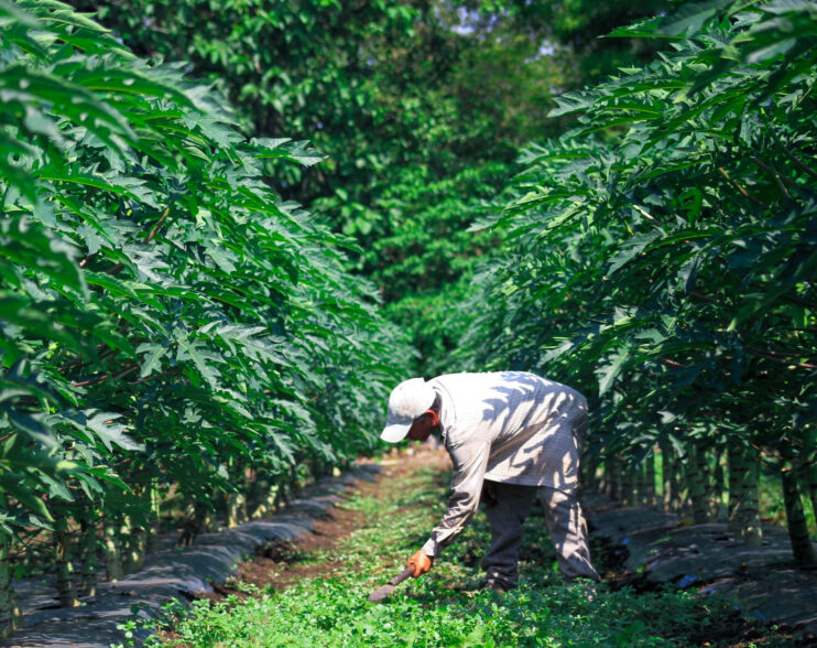 Transformación agrícola en El Salvador: un modelo local que responde a desafíos globales