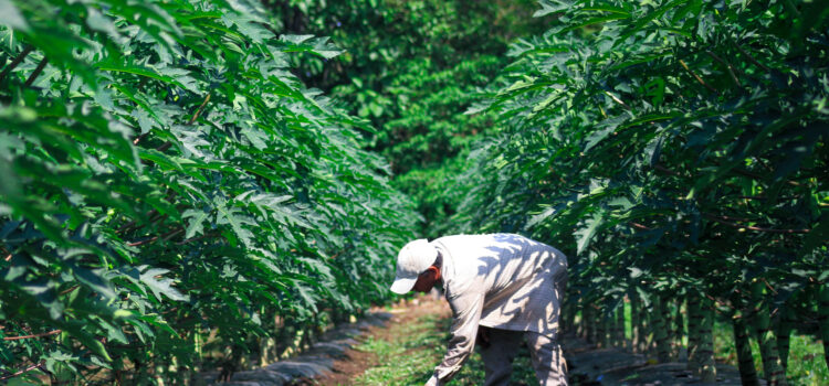 Transformación agrícola en El Salvador: un modelo local que responde a desafíos globales