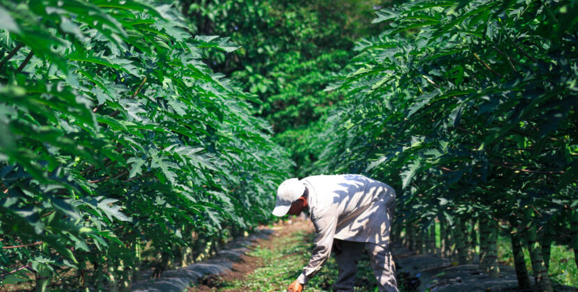 Transformación agrícola en El Salvador: un modelo local que responde a desafíos globales