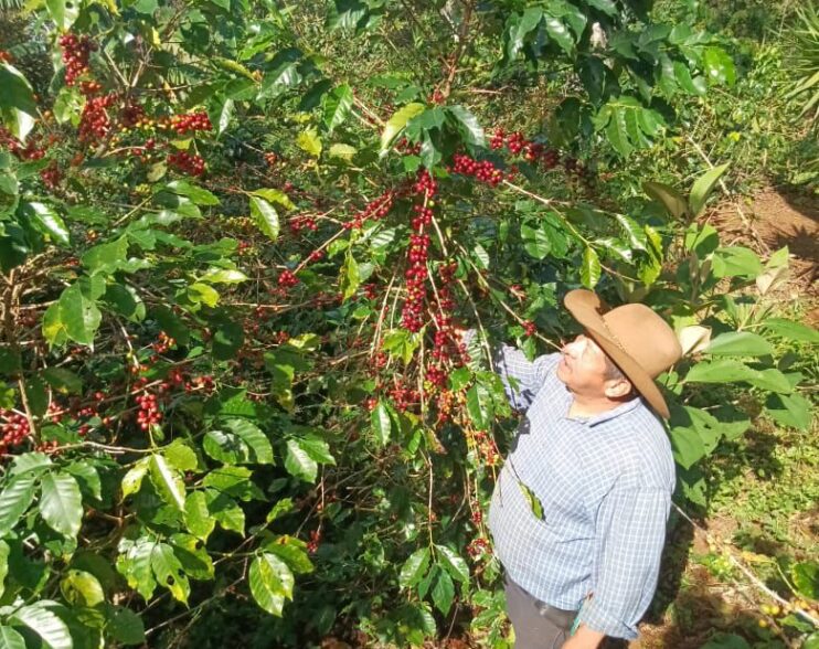 Exportaciones de café en El Salvador crecen 30% y devuelven brillo al grano