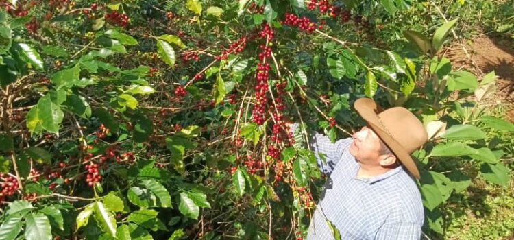 Exportaciones de café en El Salvador crecen 30% y devuelven brillo al grano