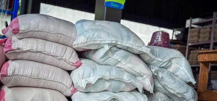 El Salvador refuerza su autosuficiencia alimentaria con una cosecha sólida de frijol rojo