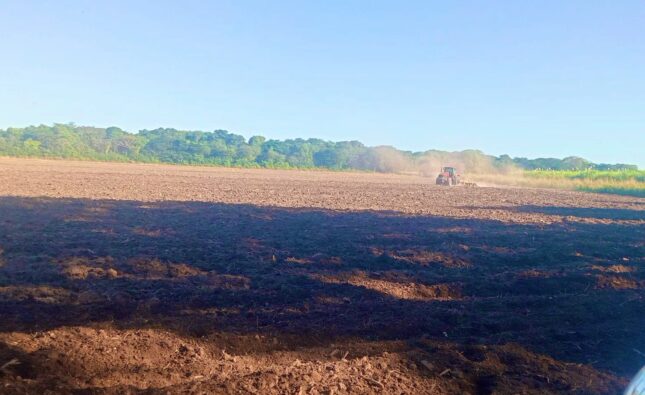 El Salvador impulsa ambicioso plan de siembra de frijol para fortalecer su seguridad alimentaria