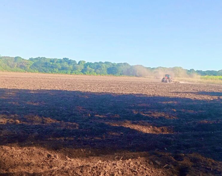 El Salvador impulsa ambicioso plan de siembra de frijol para fortalecer su seguridad alimentaria