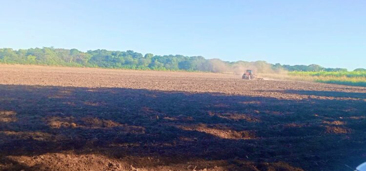 El Salvador impulsa ambicioso plan de siembra de frijol para fortalecer su seguridad alimentaria