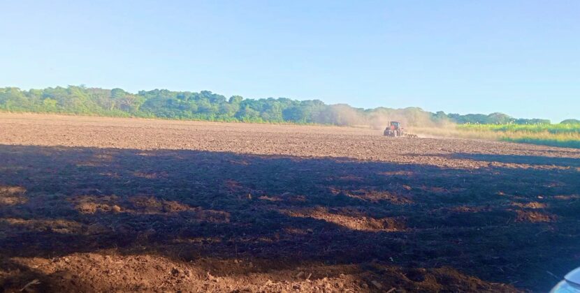 El Salvador impulsa ambicioso plan de siembra de frijol para fortalecer su seguridad alimentaria