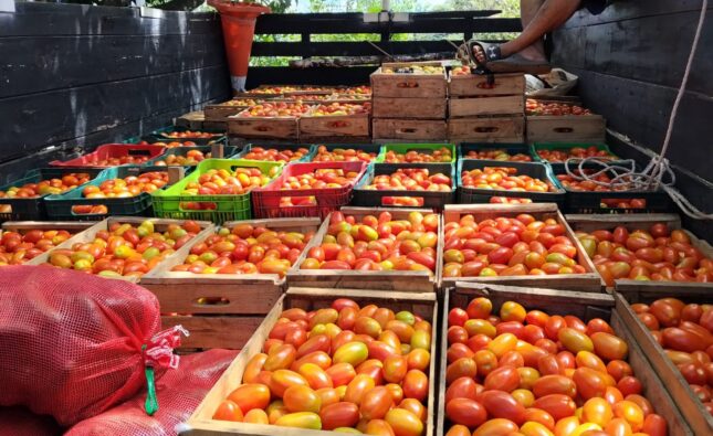 Inicia la temporada de cosecha de tomate en El Salvador