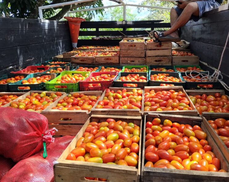 Inicia la temporada de cosecha de tomate en El Salvador