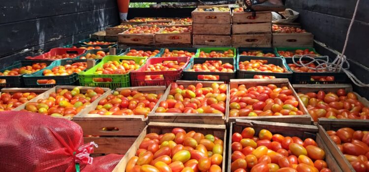 Inicia la temporada de cosecha de tomate en El Salvador