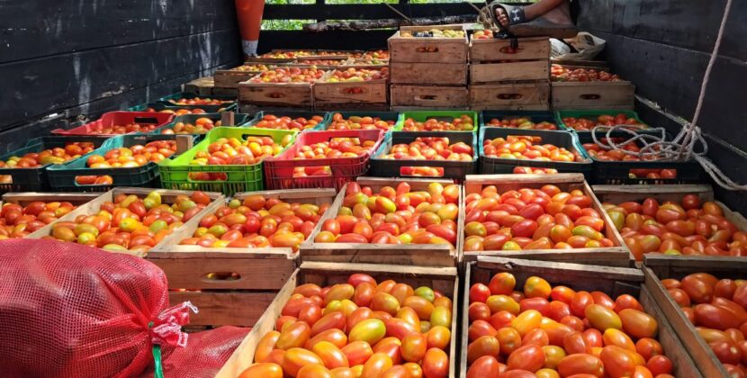Inicia la temporada de cosecha de tomate en El Salvador