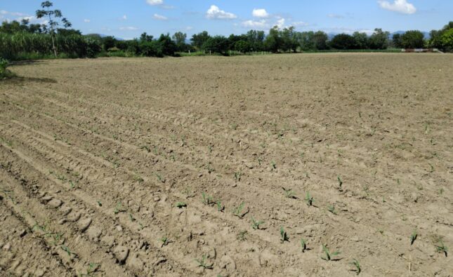 El Salvador inicia siembra de maíz en medio de la volatilidad de los mercados agrícolas