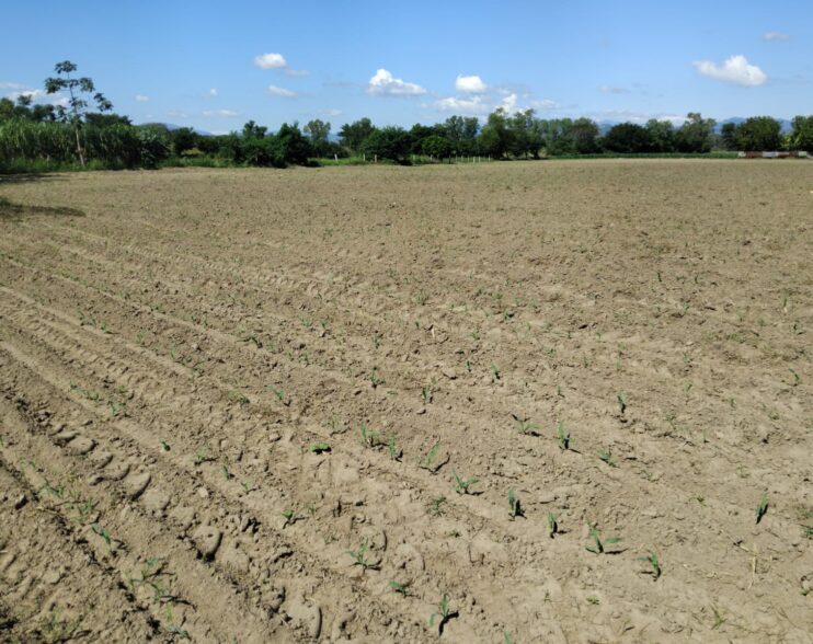 El Salvador inicia siembra de maíz en medio de la volatilidad de los mercados agrícolas