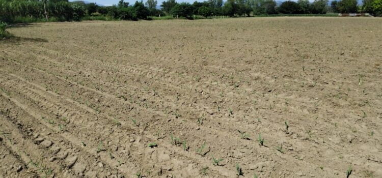 El Salvador inicia siembra de maíz en medio de la volatilidad de los mercados agrícolas