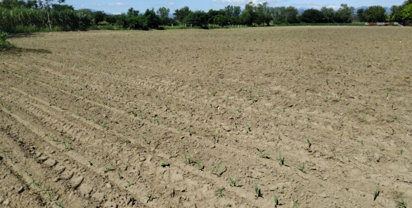 El Salvador inicia siembra de maíz en medio de la volatilidad de los mercados agrícolas