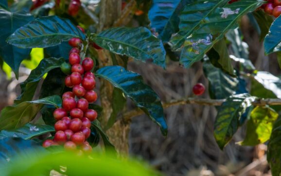 El Salvador fortalece su sector cafetalero