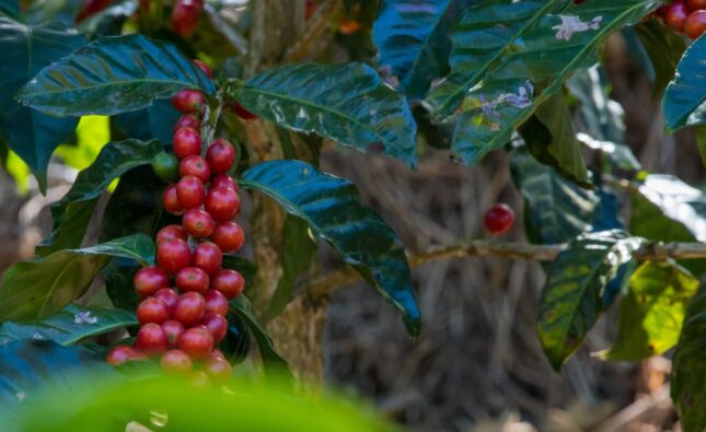 El Salvador fortalece su sector cafetalero