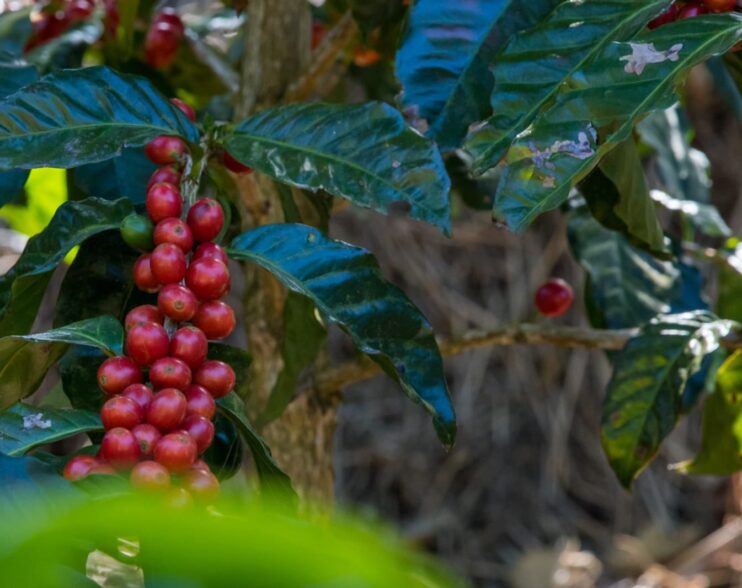 El Salvador fortalece su sector cafetalero