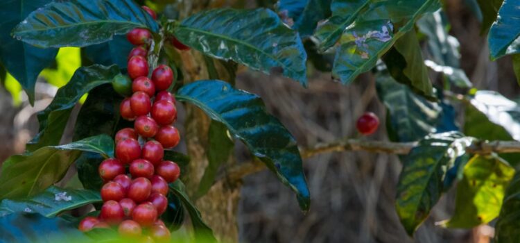 El Salvador fortalece su sector cafetalero