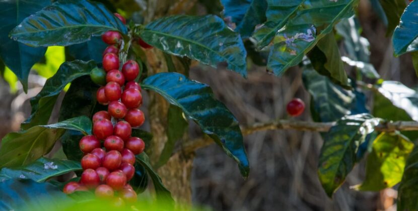 El Salvador fortalece su sector cafetalero