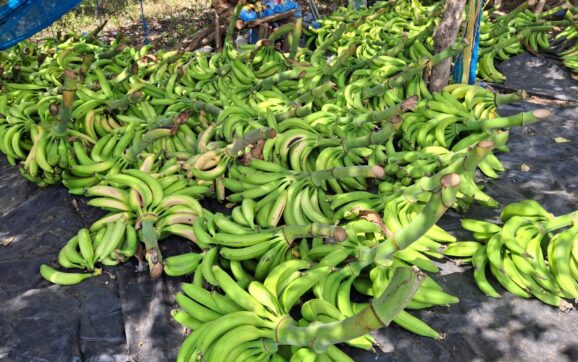 El Salvador descarta escasez y reporta expansión sostenida en la producción nacional de plátano