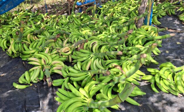 El Salvador descarta escasez y reporta expansión sostenida en la producción nacional de plátano