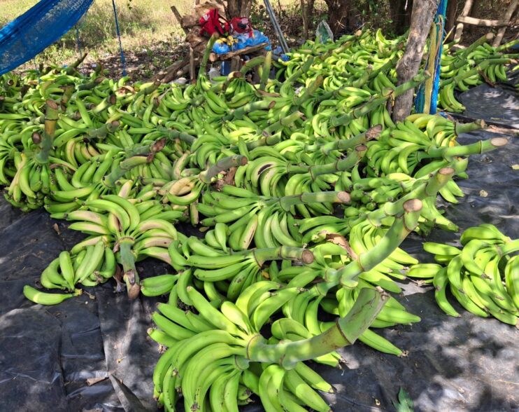 El Salvador descarta escasez y reporta expansión sostenida en la producción nacional de plátano