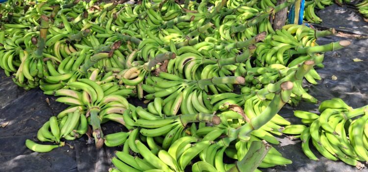 El Salvador descarta escasez y reporta expansión sostenida en la producción nacional de plátano