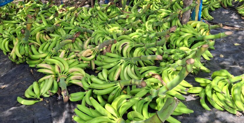 El Salvador descarta escasez y reporta expansión sostenida en la producción nacional de plátano