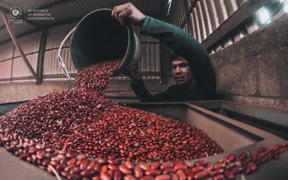 El Salvador refuerza su seguridad alimentaria con producción de frijol en crecimiento