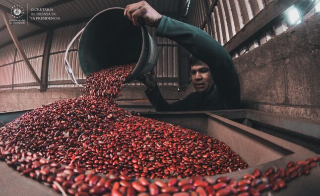 El Salvador refuerza su seguridad alimentaria con producción de frijol en crecimiento