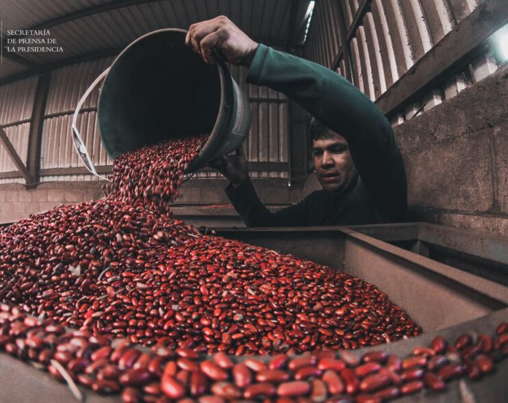 El Salvador refuerza su seguridad alimentaria con producción de frijol en crecimiento
