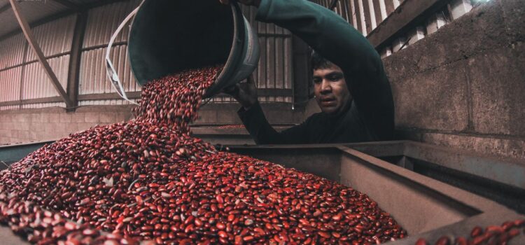 El Salvador refuerza su seguridad alimentaria con producción de frijol en crecimiento