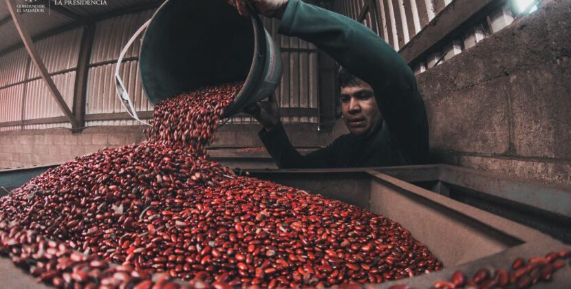 El Salvador refuerza su seguridad alimentaria con producción de frijol en crecimiento