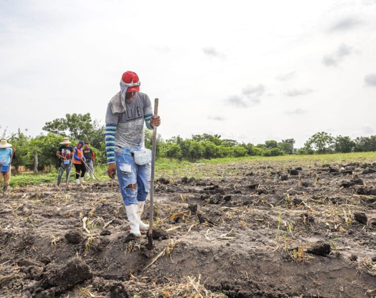 Gobierno salvadoreño apuesta por planificación agrícola para blindar producción frente a la canícula