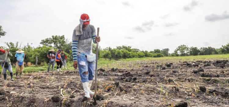Gobierno salvadoreño apuesta por planificación agrícola para blindar producción frente a la canícula