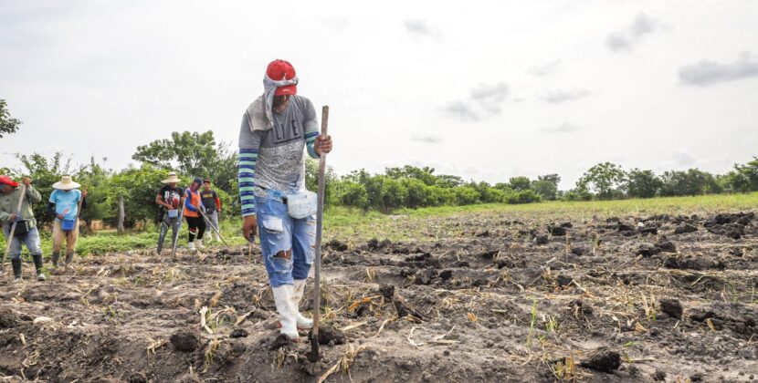 Gobierno salvadoreño apuesta por planificación agrícola para blindar producción frente a la canícula