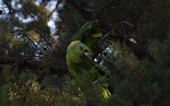 Loros nuca amarilla son vistos de nuevo la USAC