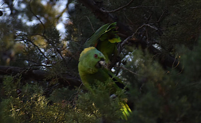 Loros nuca amarilla son vistos de nuevo la USAC