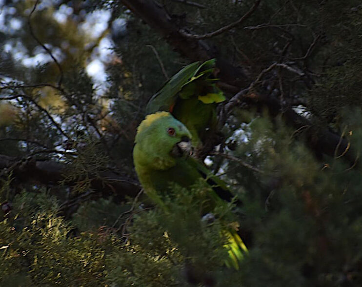 Loros nuca amarilla son vistos de nuevo la USAC