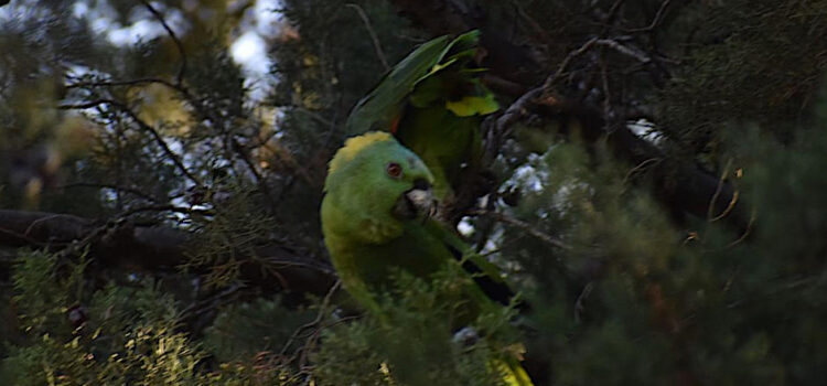 Loros nuca amarilla son vistos de nuevo la USAC