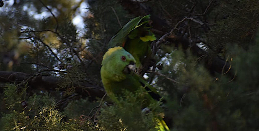 Loros nuca amarilla son vistos de nuevo la USAC
